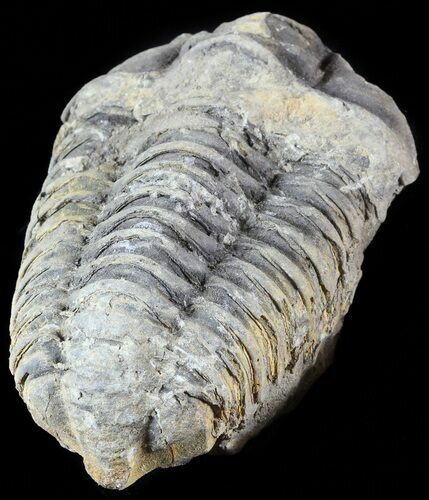 Calymene Trilobite From Morocco - Large Size #49636